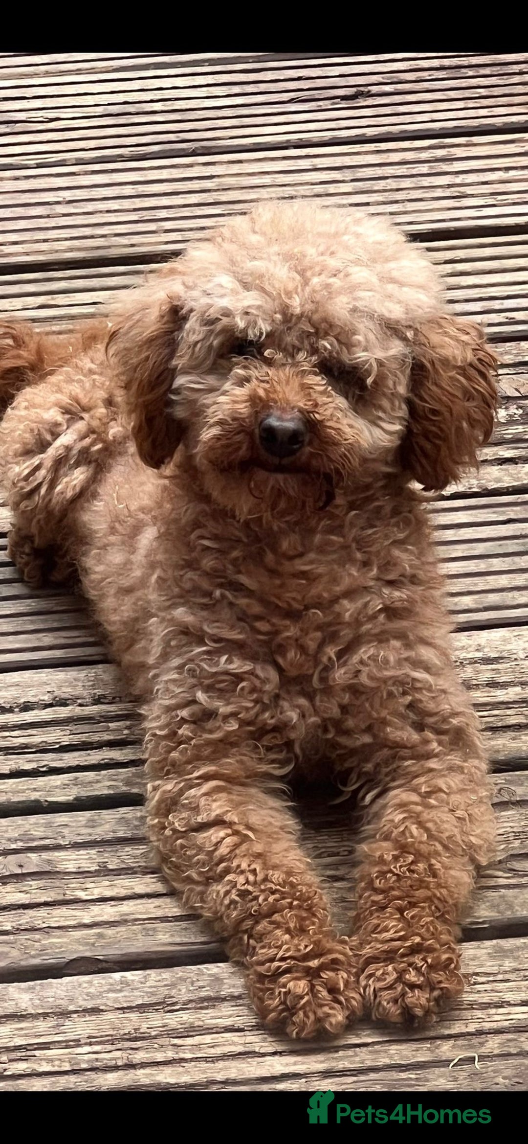 Cavapoo dogs for sale: Wonderful beautiful f1 champagne cavapoo babies  - Image 7