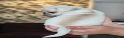 Pug dogs for sale: Beautiful pugs for sale - Advert 12