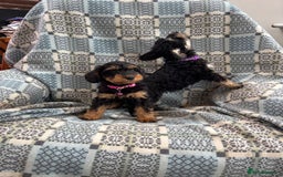 Mixed Breed dogs for sale: F1 MINI SCHNOODLE PUPPIES  - Image 7