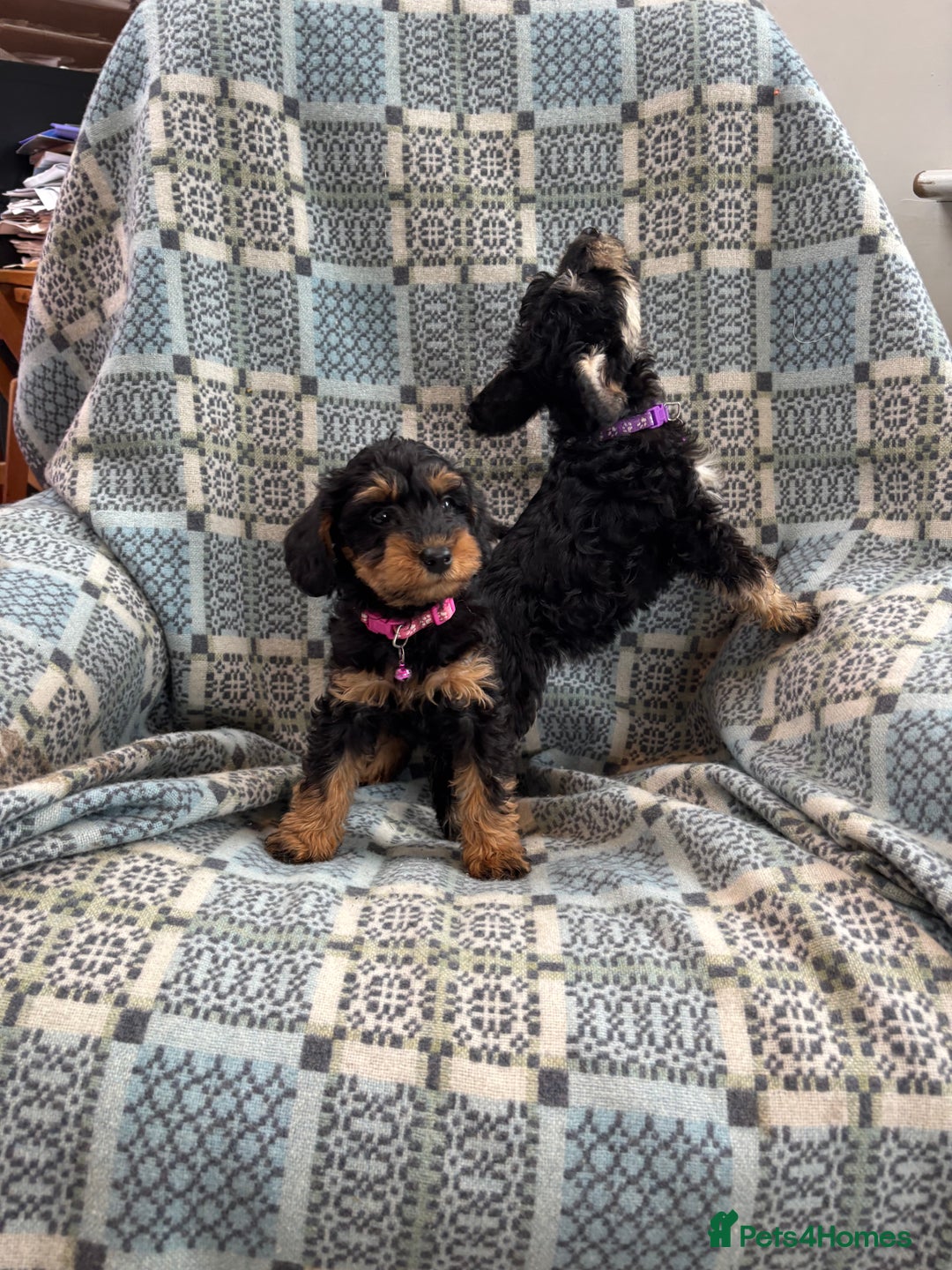 Mixed Breed dogs for sale: F1 MINI SCHNOODLE PUPPIES  - Image 7