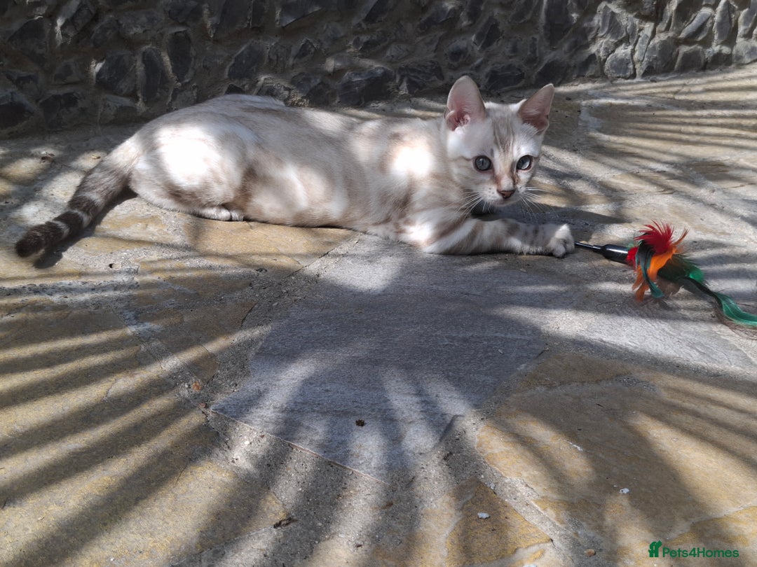 Bengal cats for sale: Prenium TICA registered Bengal Kittens - Image 38
