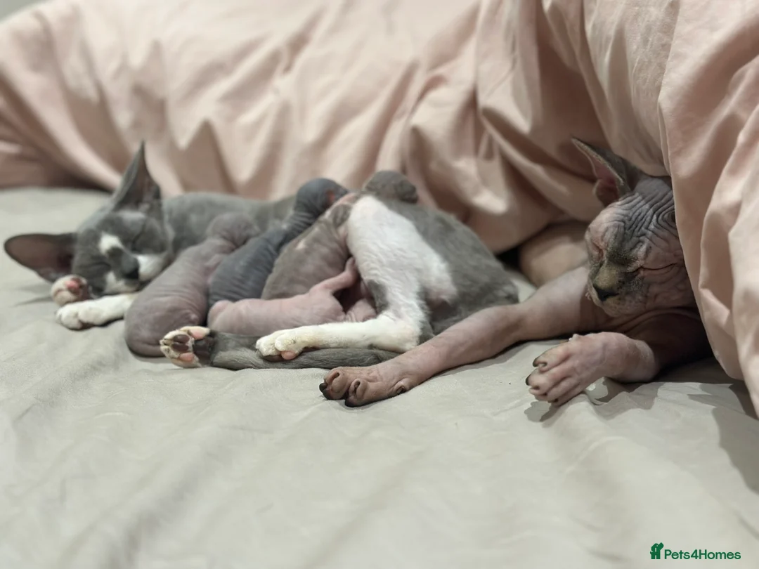 Sphynx cats for sale: Beautiful sphynx kittens from a mum and dad home - Advert 29