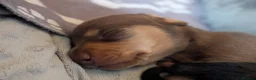 Miniature Dachshund dogs for sale: Miniature dachshund puppies for sale in Bilston - Advert 14