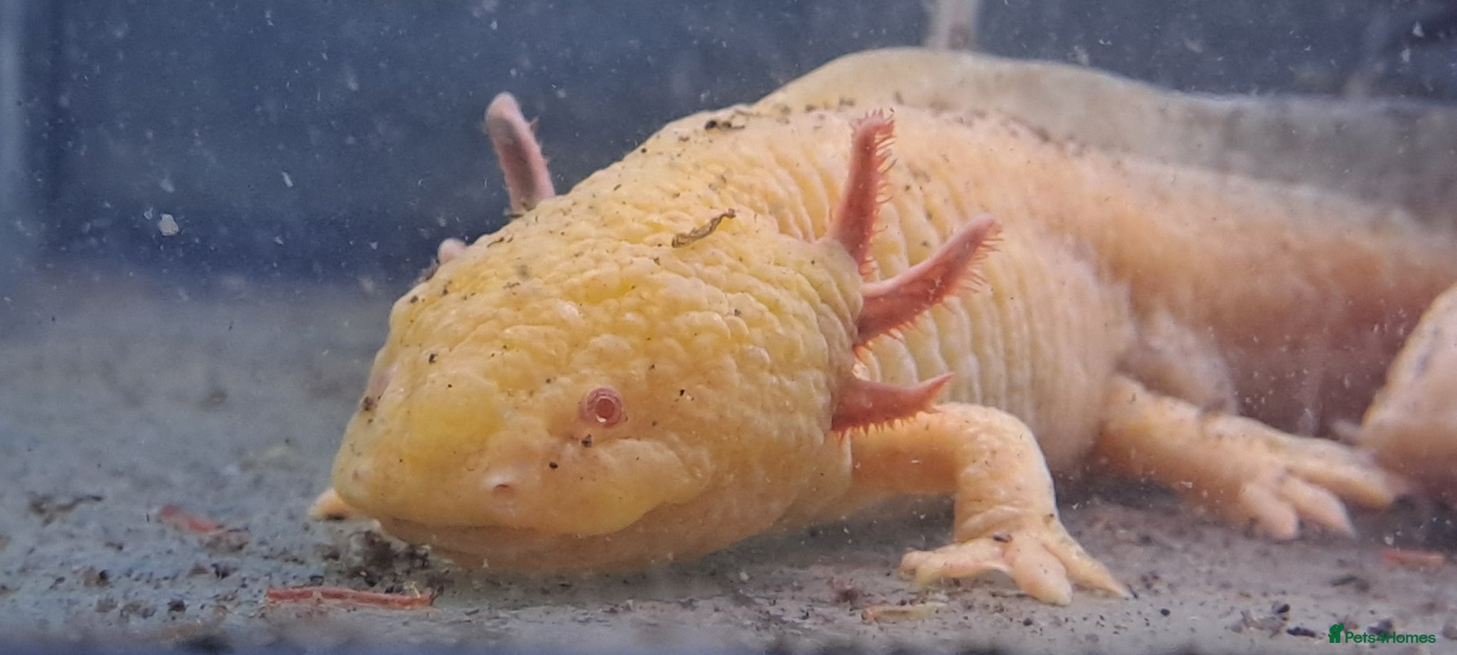 Axolotl reptiles Baby axolotls - Advert 2
