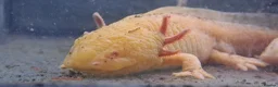 Axolotl reptiles for sale: Baby axolotls - Advert 1