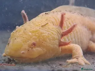 Axolotl reptiles Baby axolotls - Advert 18
