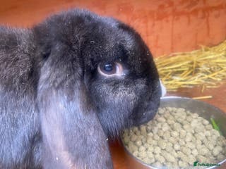 French Lop rabbits Male French Lop - Advert 5
