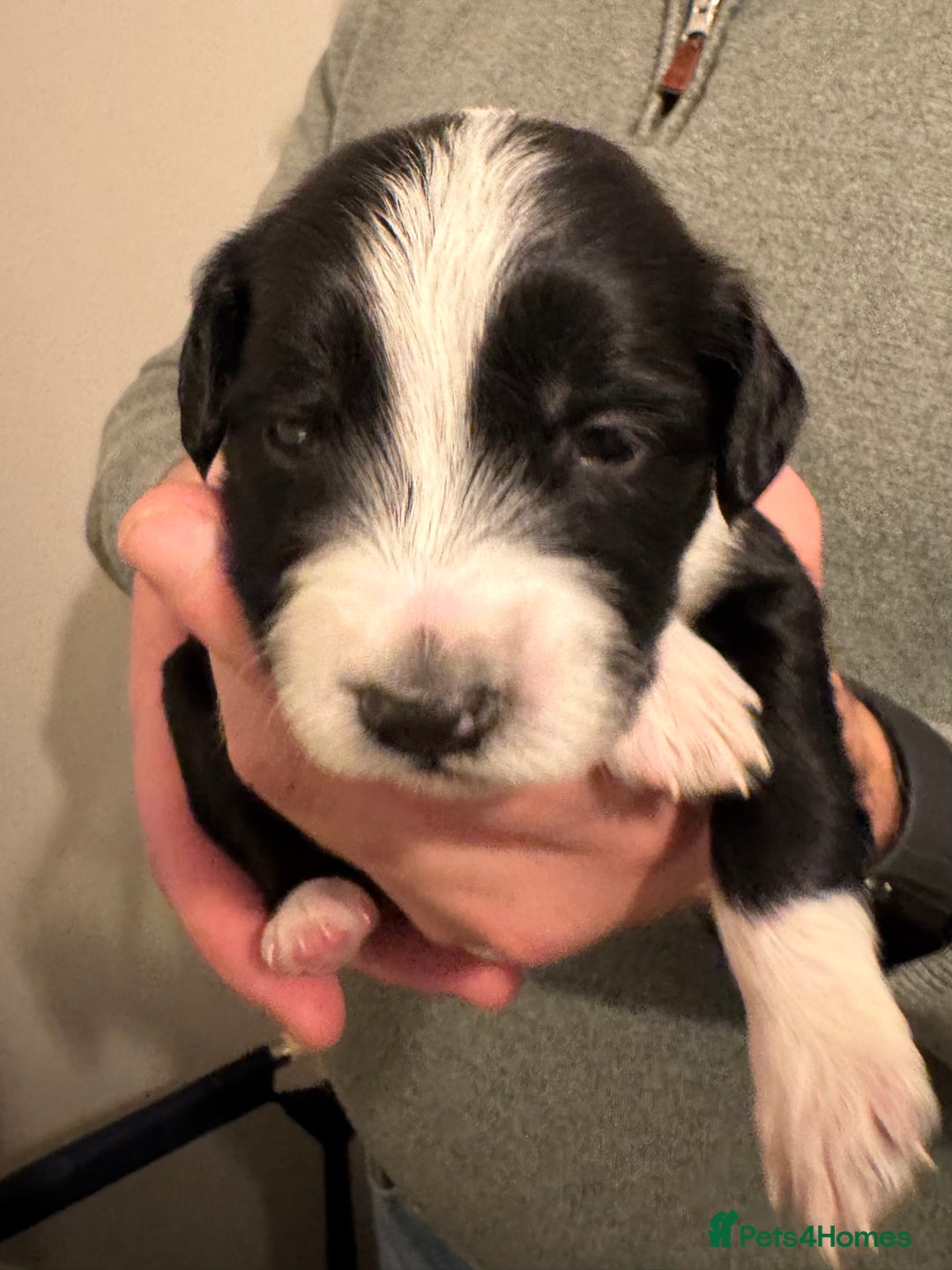 Bordoodle dogs for sale: 🐾 Beautiful Bordoodle Puppies Available 🐾 - Advert 19