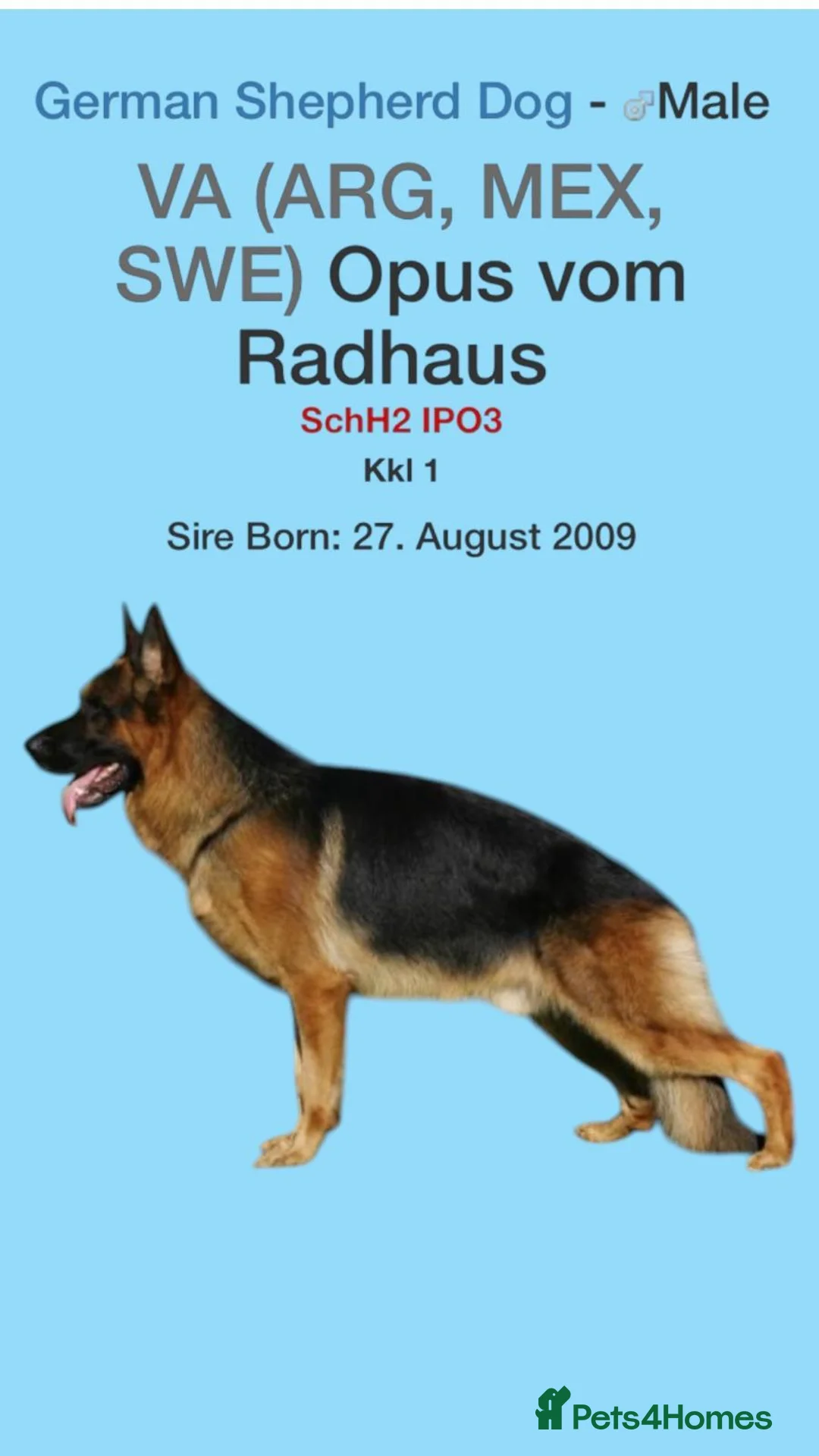 German Shepherd dogs for stud: KC Registered German Shepherd Stud in Stafford - Advert 16