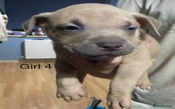 Mixed Breed dogs for sale: Staff x American pocket bully pups  - Image 5