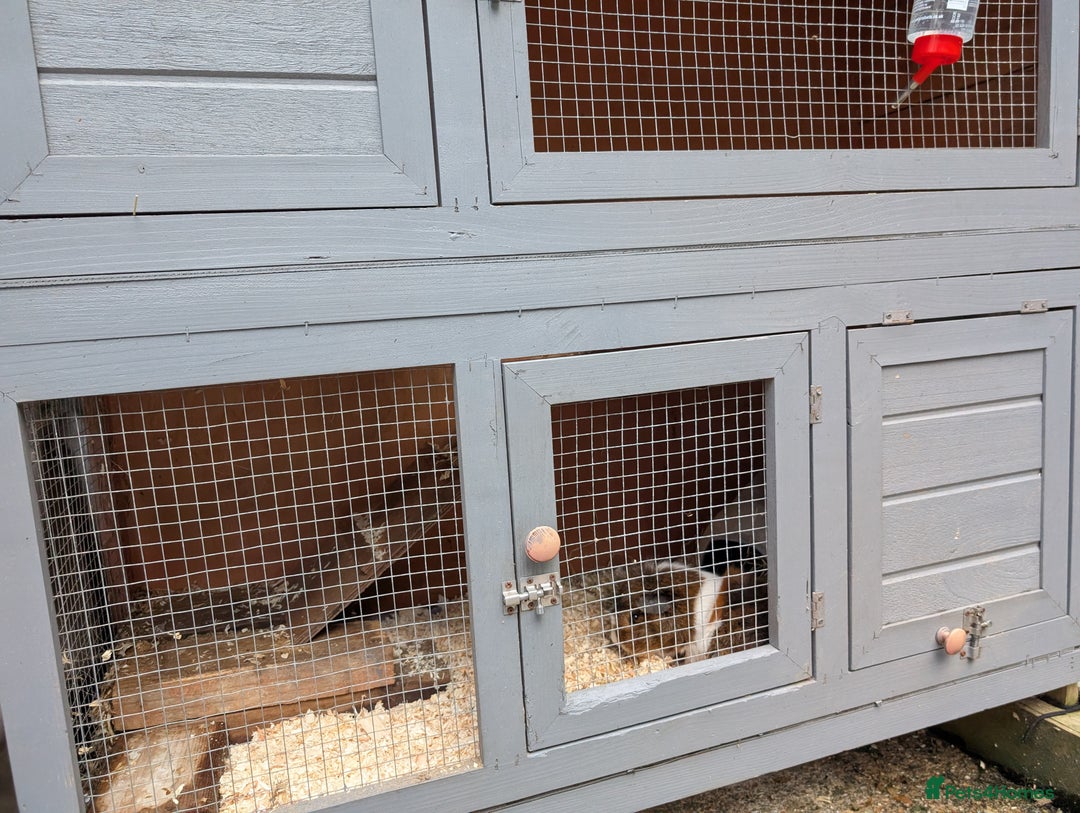Guinea Pig rodents for sale: Two boars and hutch - Image 5