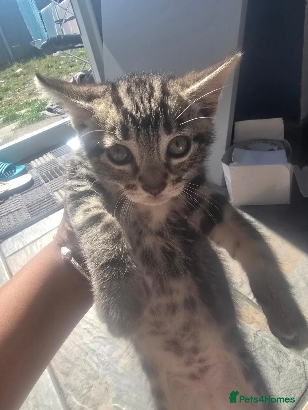 Mixed Breed cats for sale: 3 Kittens looking for a loving home - Advert 9