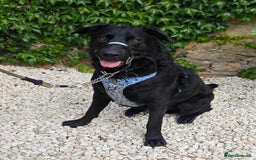 Mixed Breed dogs for adoption: Rocco - Image 4