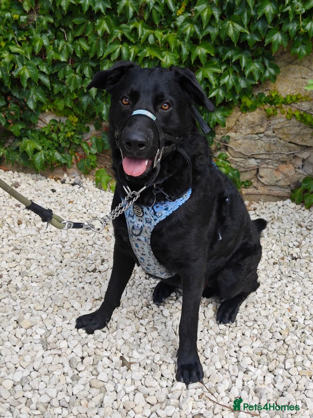 Mixed Breed dogs for adoption: Rocco - Image 4