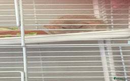 Rat rodents for sale: Two rats - Image 3
