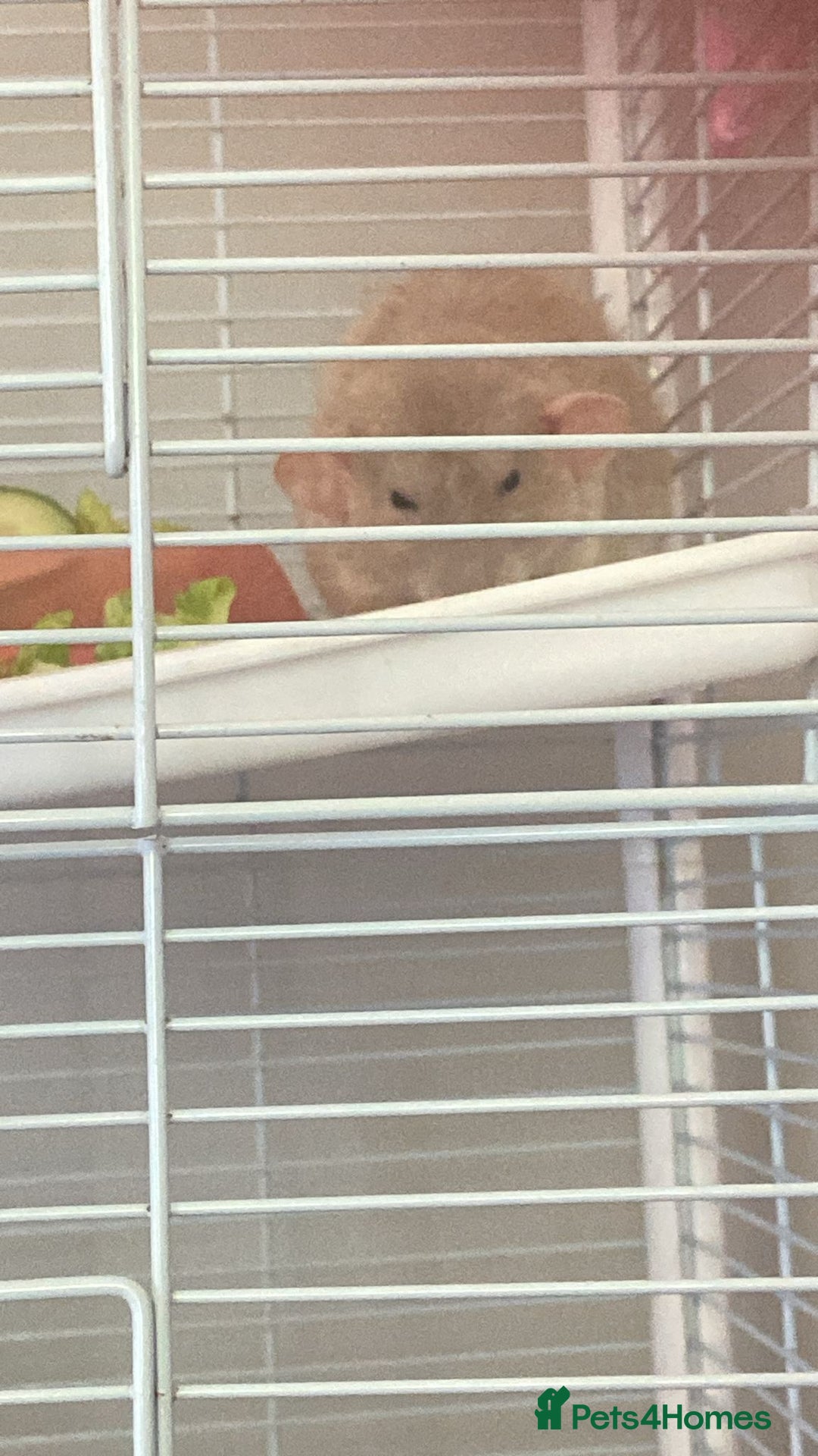 Rat rodents for sale: Two rats - Image 3