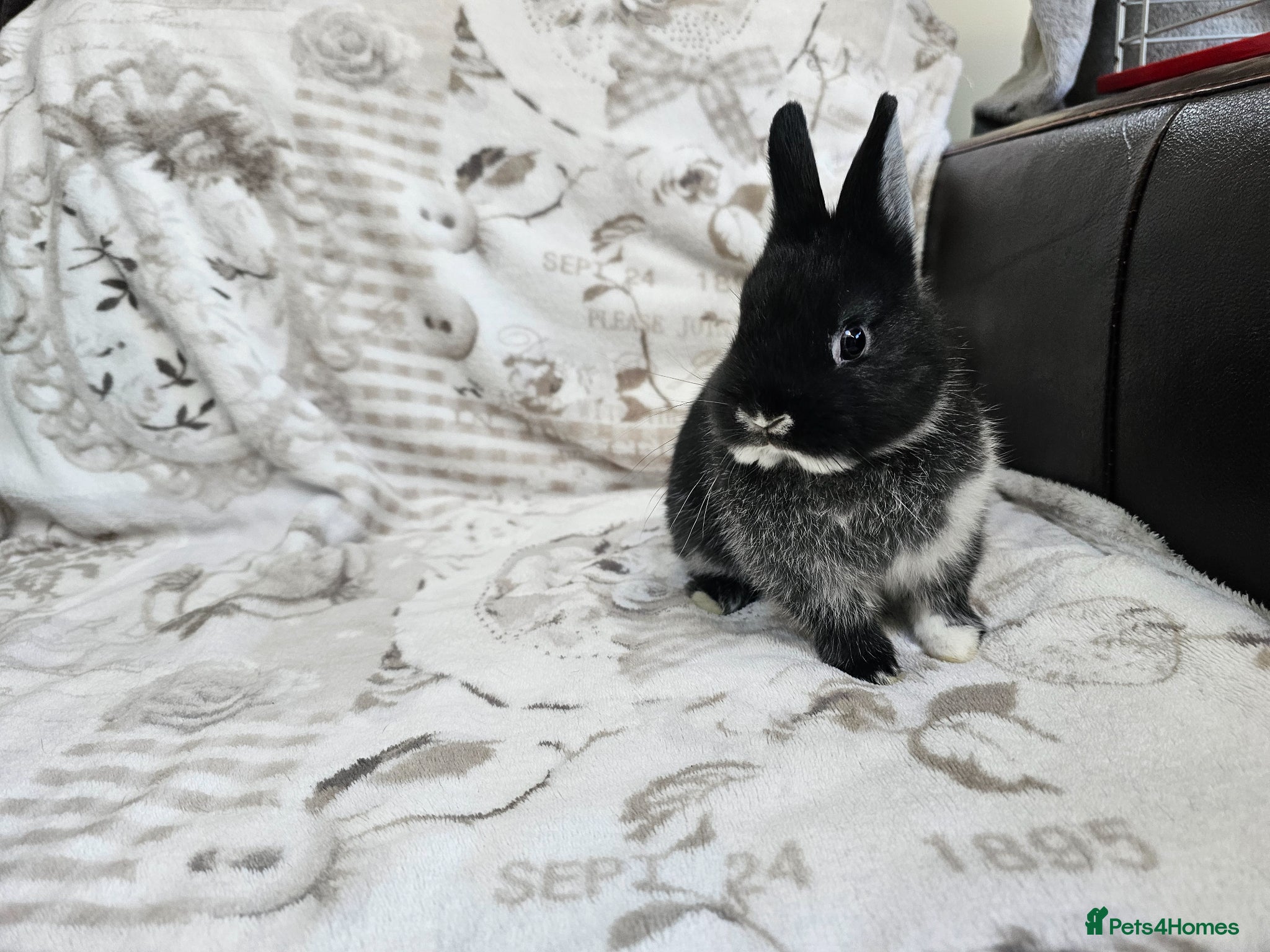 Netherland Dwarf rabbits Purebred Netherland Dwarf Doe - Advert 1