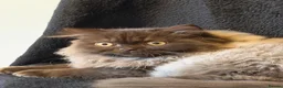 British Longhair cats for sale: Chocolate BLH boys TICA registration  - Advert 11
