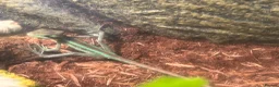 Iguana reptiles for sale: Casquehead iguanas  - Advert 2