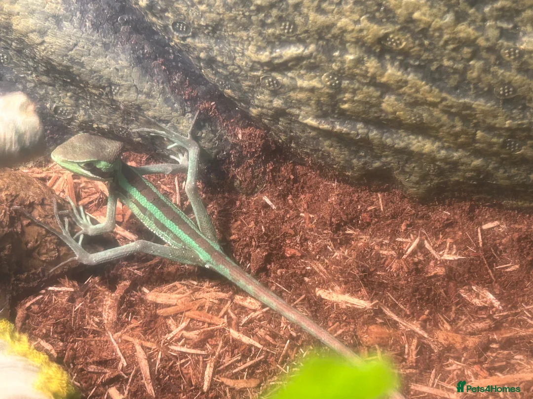 Iguana reptiles for sale: Casquehead iguanas  - Advert 2