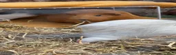 Guinea Pig rodents for sale: Trio of female guinea pigs looking for a new home - Advert 3
