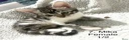 Bengal cats for sale: Full & Half Breed Bengal Kittens  - Advert 18