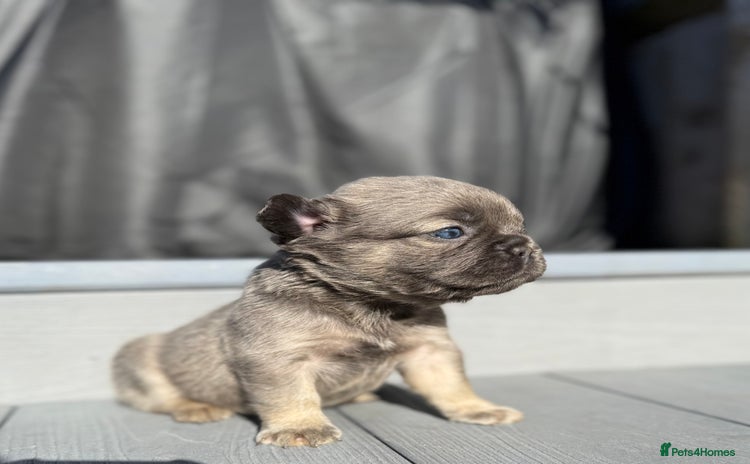 French Bulldog dogs - Advert 5