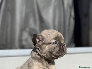 French Bulldog dogs - Advert 8