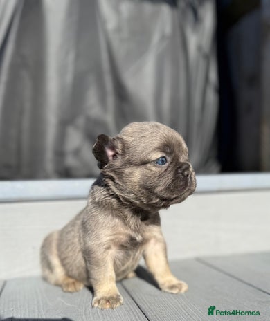 French Bulldog dogs - Advert 1