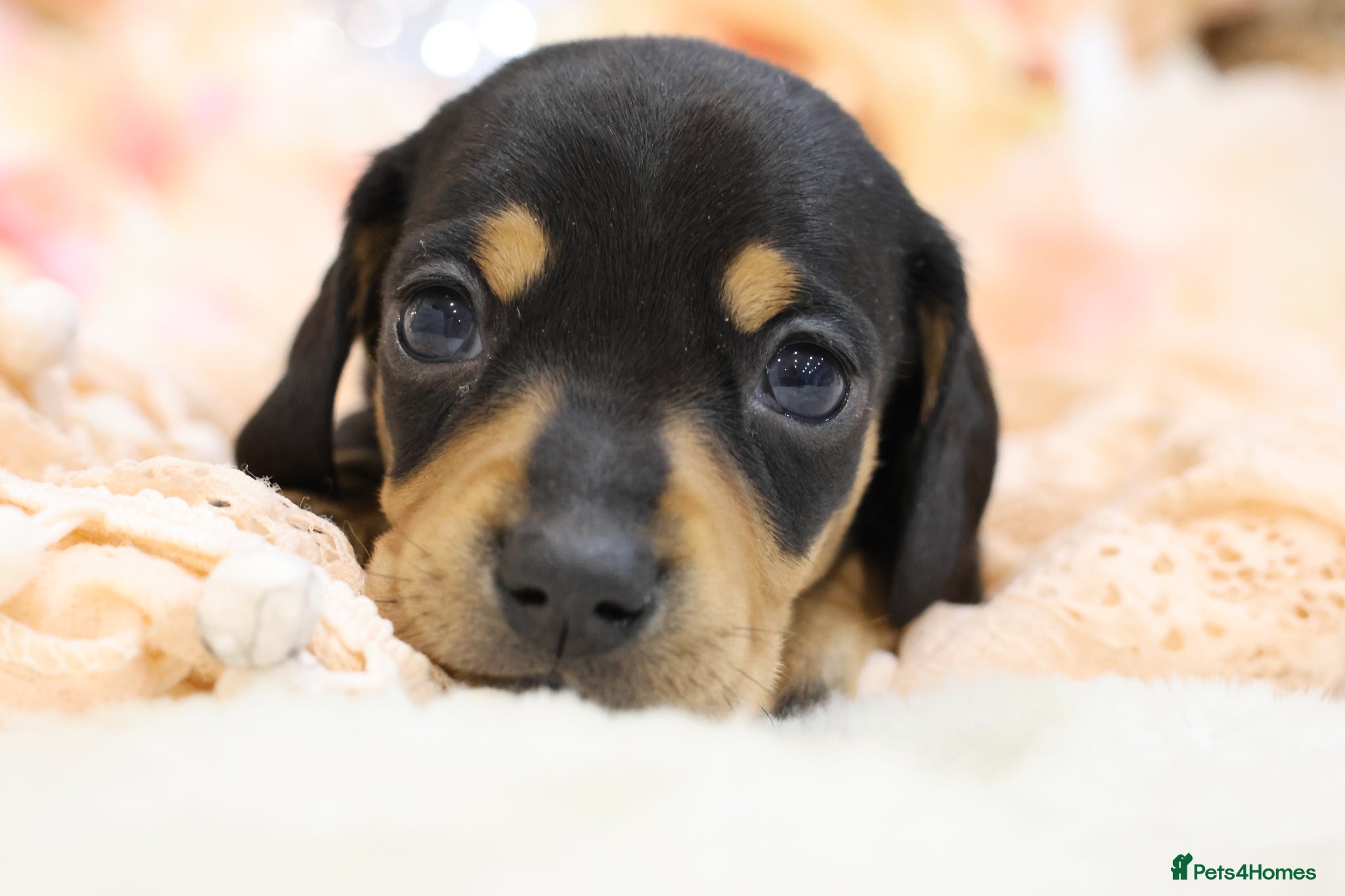 Miniature Dachshund dogs KC Miniature Dachshund Puppies - Advert 9