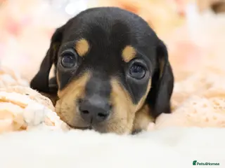 Miniature Dachshund dogs KC Miniature Dachshund Puppies - Advert 9