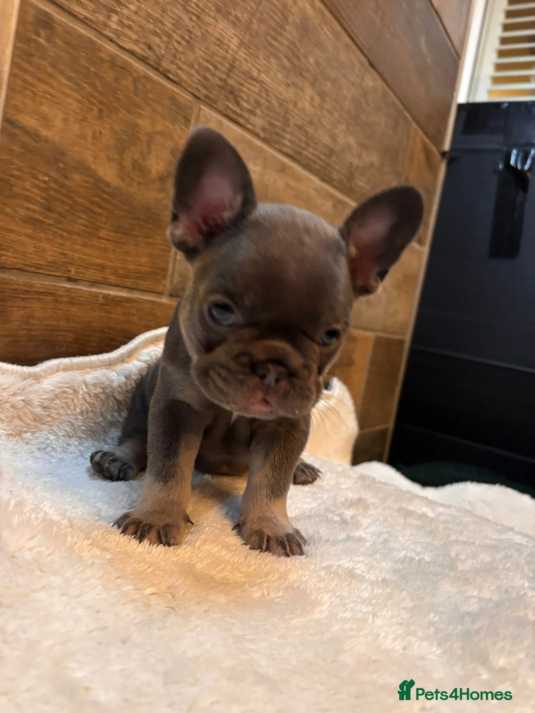 French Bulldog dogs for sale: Beautiful French Bulldog Puppies – 5 Available in Swindon - Advert 2