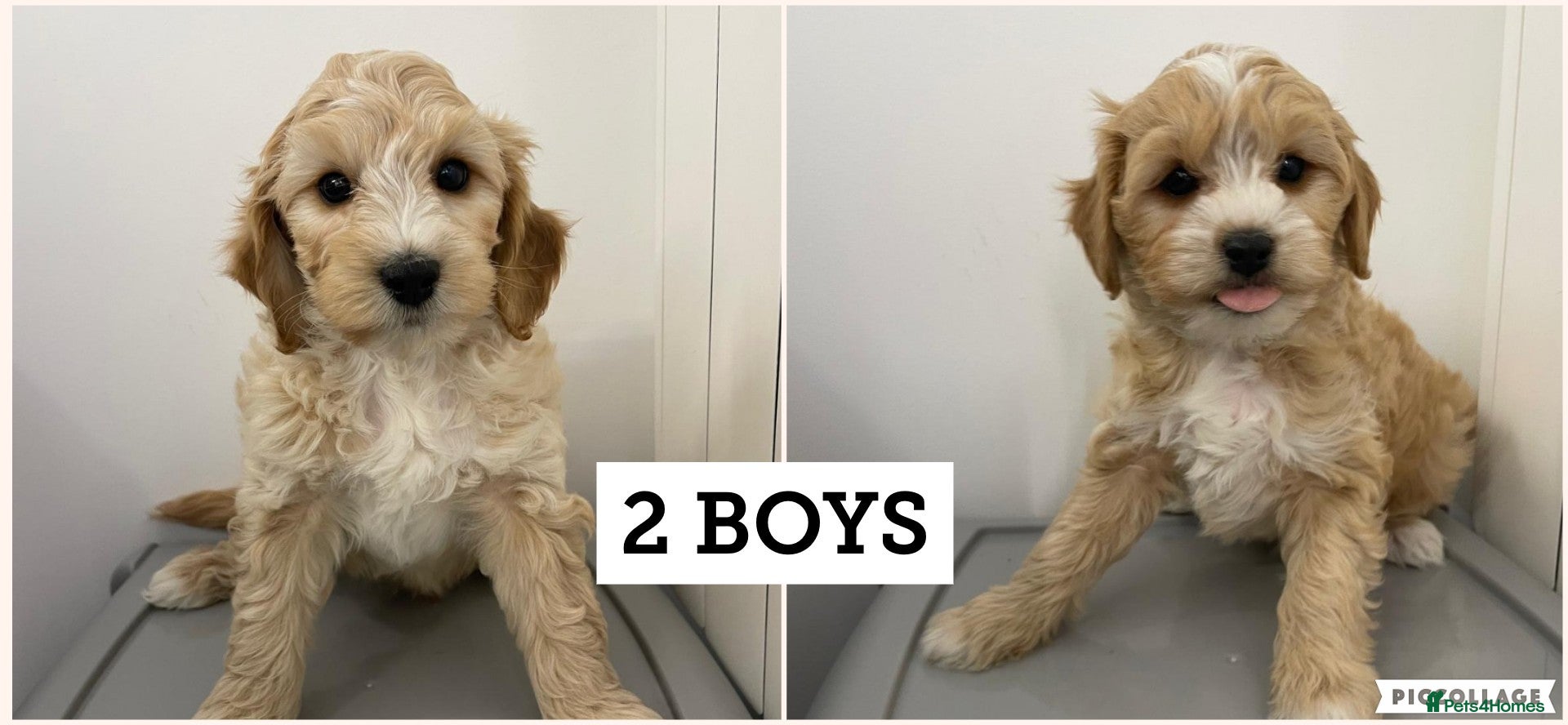 Cavapoochon dogs Cavapoochon puppies for sale - Advert 1