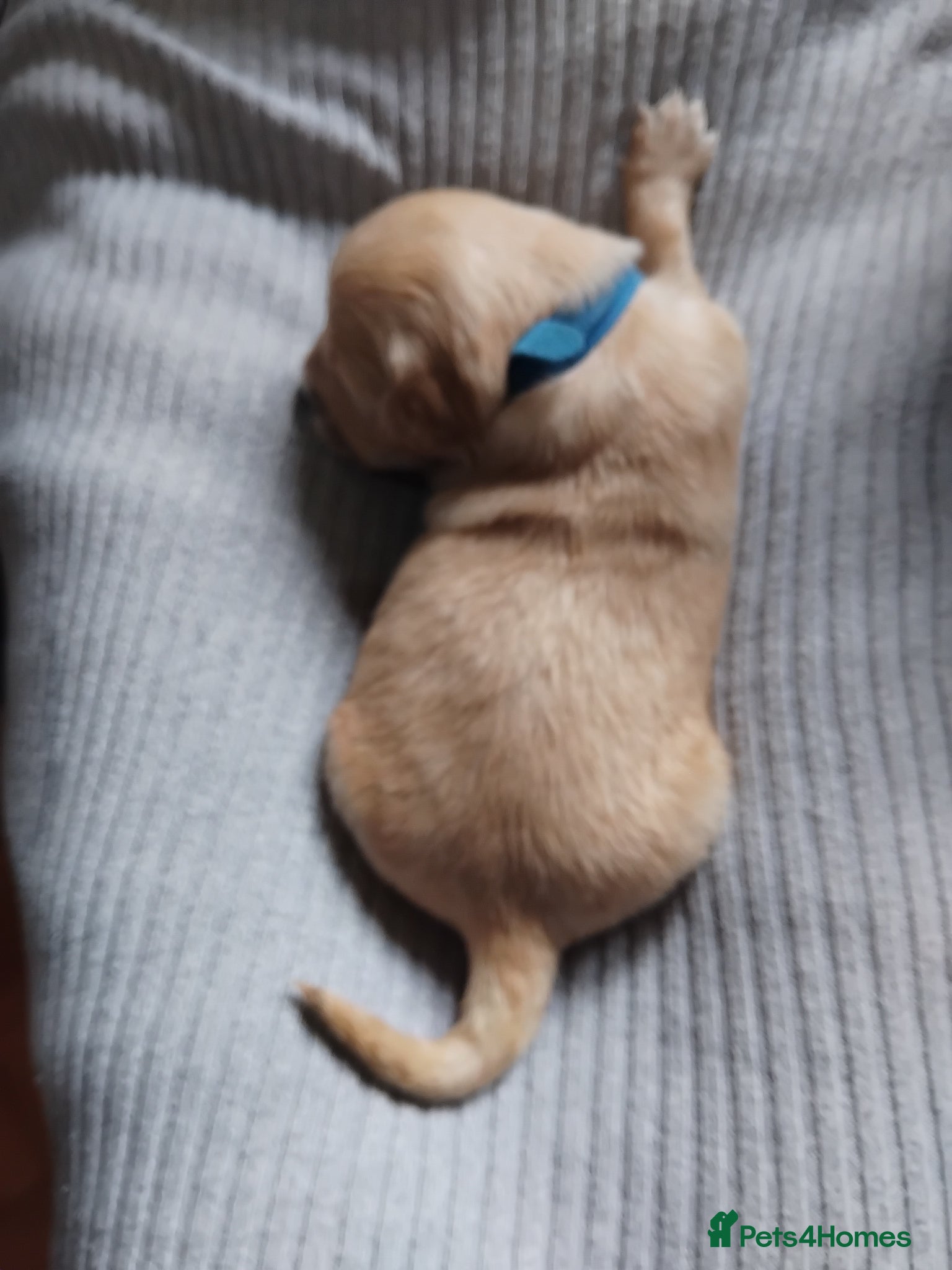 Golden Retriever dogs for sale: 7 beautiful golden retriever babies - Advert 5