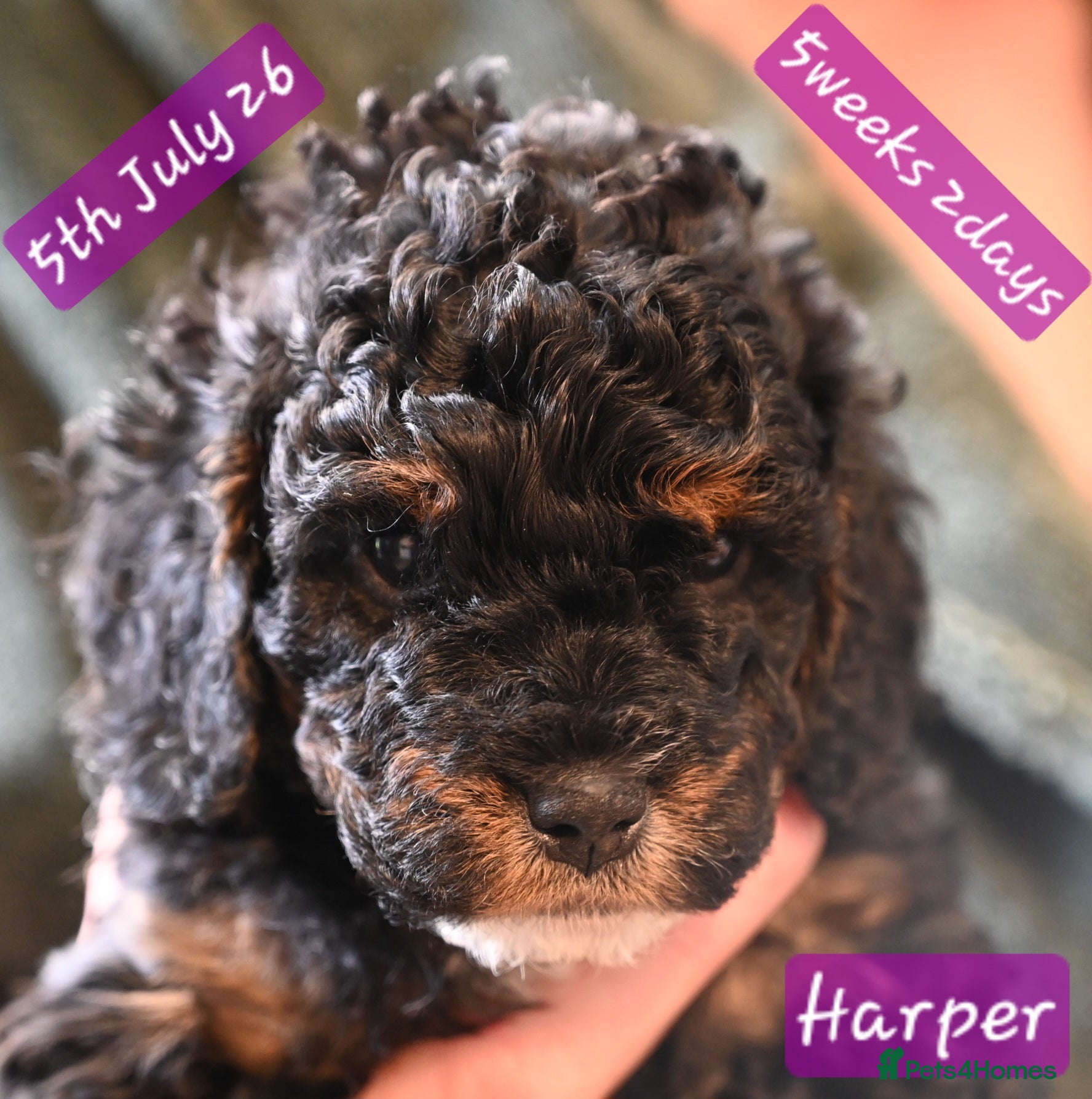 Cockapoo dogs 🌟 🐾 Home Raised Cockapoo Girls Ready July - Advert 2