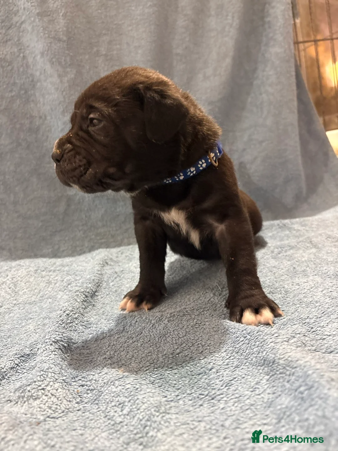 Cane Corso dogs for sale: 🏆 CHAMPION CANE CORSO PUPS 🏆/KC REGISTERED MERLE - Advert 31