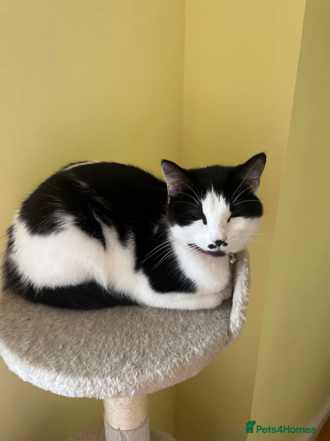 Mixed Breed cats for sale: Mrs wass in Hinckley - Advert 2