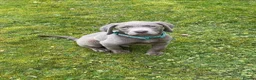 Mixed Breed dogs for stud: Silver Labrador Retriever X Cane Corso up for Stud - Advert 4