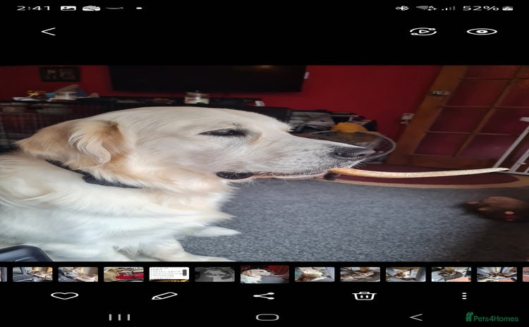 Golden Retriever dogs - Advert 1