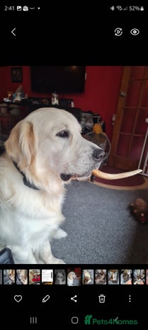 Golden Retriever dogs - Advert 1