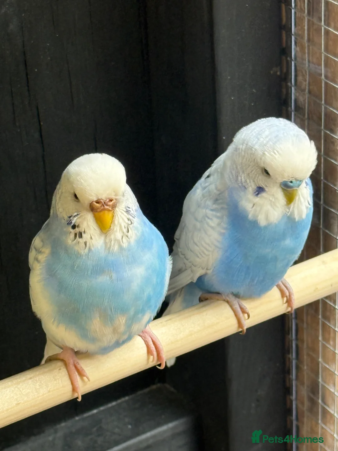 Budgerigars birds for sale: Breeding pair of budgies - Advert 2