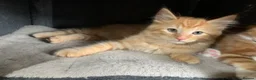 Mixed Breed cats for sale: 5 x Beautiful Fluffy Kittens Ready For New Homes  - Advert 7