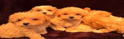 Maltipoo dogs for sale: 💙Maltipoo F1💜 in Hornchurch - Advert 2