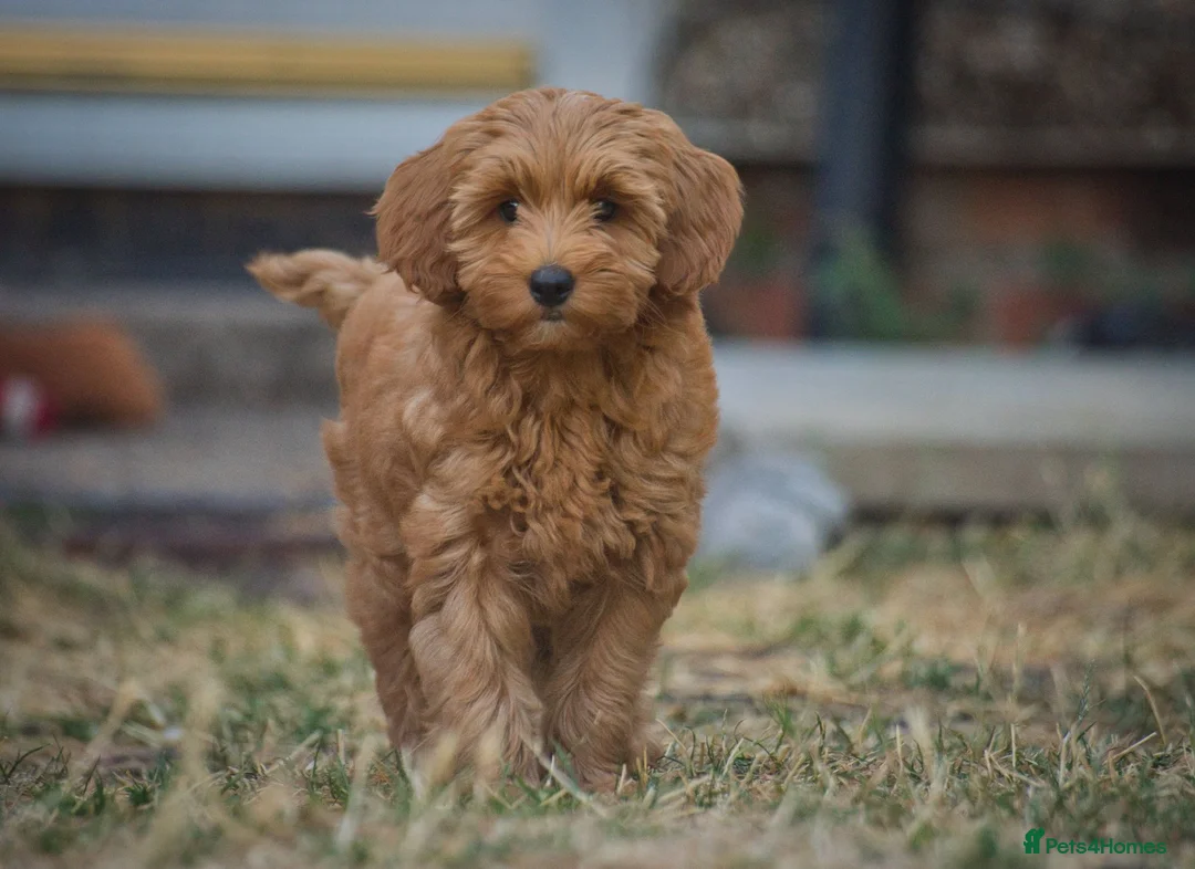 Australian Labradoodle dogs for sale: F1 Cockapoo x Australian Labradoodle Pups 🐾 - Advert 2