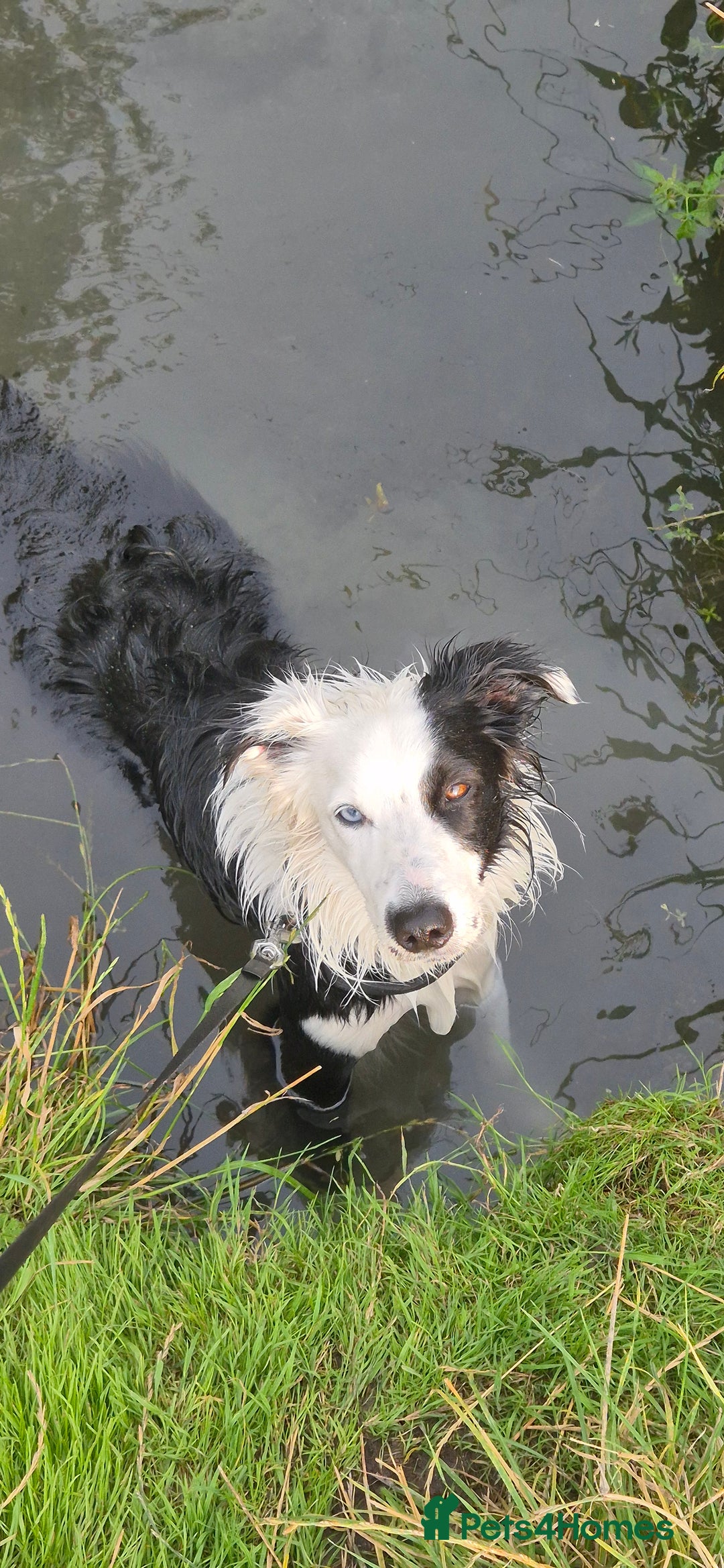 Border Collie dogs for sale: Border Collie 'Bandit' looking for a good home - Advert 10