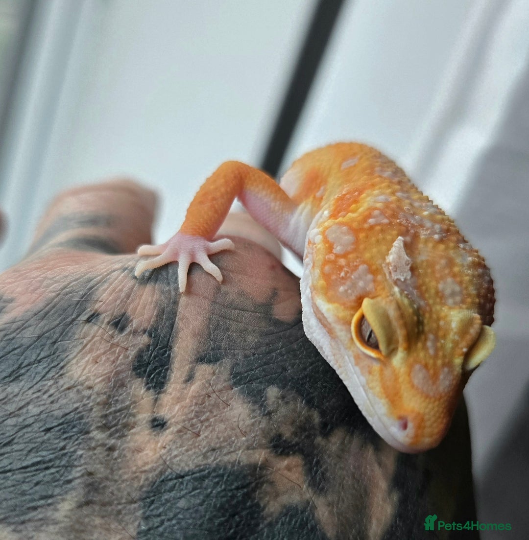 Leopard Gecko reptiles for sale: Tug snow female for sale - Advert 11