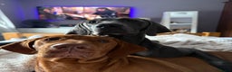 Mixed Breed dogs for sale: Vizmaraner puppies  - Advert 1