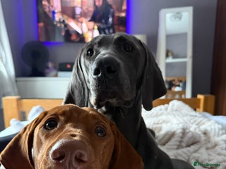 Mixed Breed dogs Vizmaraner puppies - Advert 3