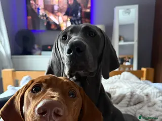 Mixed Breed dogs Vizmaraner puppies - Advert 3