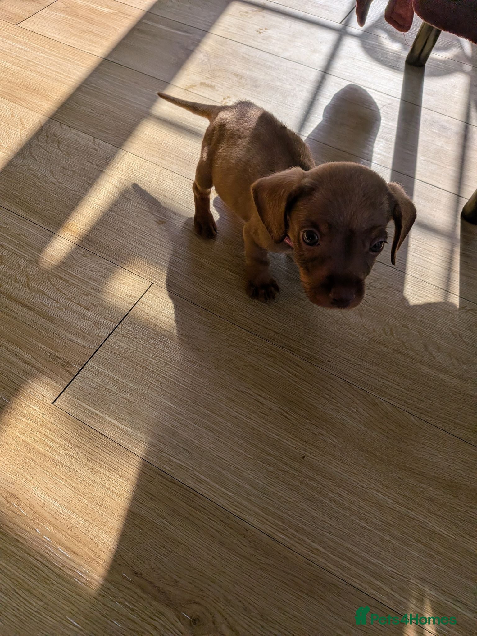 Mixed Breed dogs 3/4 dachshund 1/4 jack Russell - Advert 1